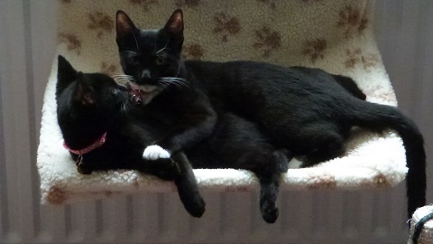 Sister love 1 in radiator bed.
