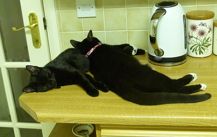 Sister love 2 on kitchen worktop.