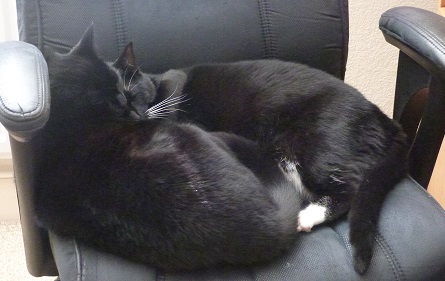 Sister love 3 in Viv's computer chair.