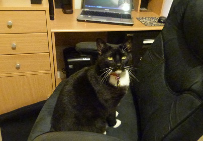 Skye in Viv's computer chair.