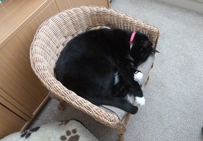 Skye asleep in her own wicker chair.