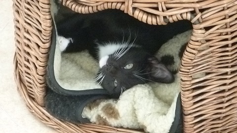 Skye as a kitten in her new home and bed.