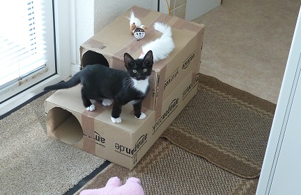 Skye as a kitten with her new hand crafted Amazon Castle
