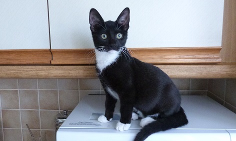 Skye as a kitten 
