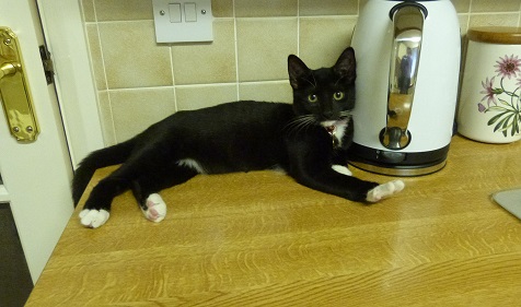 Skye as a kitten on the kitchen worktop.