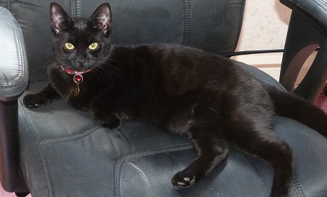 Storm in Viv's computer chair