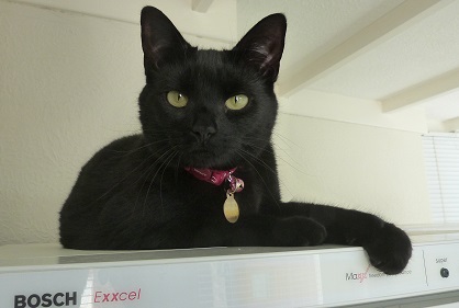 Storm on the fridge 1.