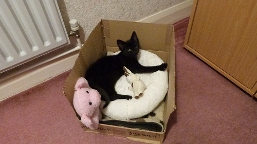 Storm as a kitten 