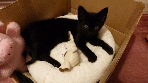 Storm as a kitten 