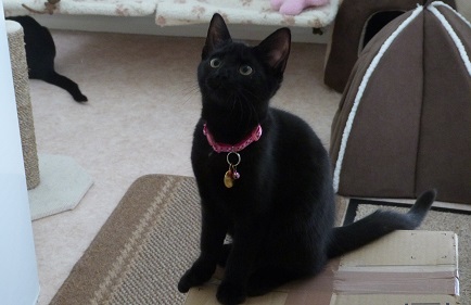 Storm as a kitten 