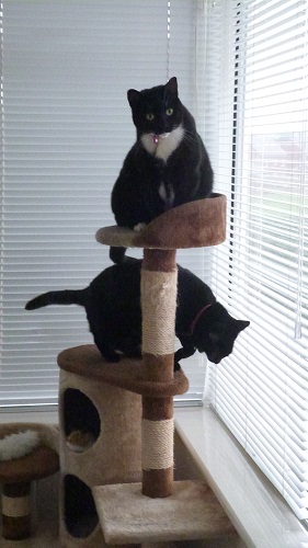 The Troublesome Twosome.