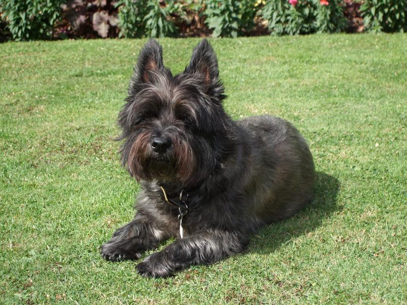 Barney's Portrait.