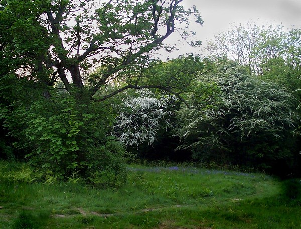 Rusthall Common